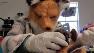 Adorable Mishap: Fox Kit Mistaken for Kitten Gets Special Care at Richmond Wildlife Center 10 Fox Kit Mistaken for Kitten