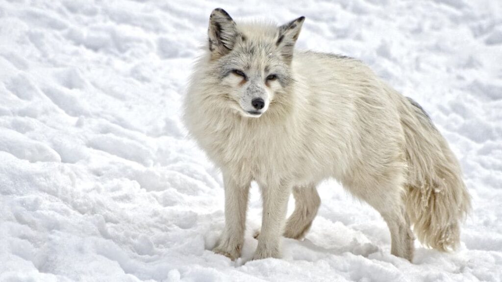 Unlocking the Vital Role of Arctic Foxes in Sustainable Ecosystems: A Comprehensive Guide 10 Arctic Foxes Habitat and Distribution