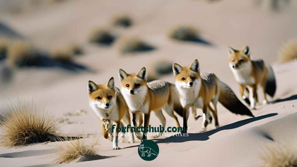 Journeys Through the Tibetan Sand Fox Ecosystem 11 Tibetan Sand Foxes in their Ecosystem hunting prey