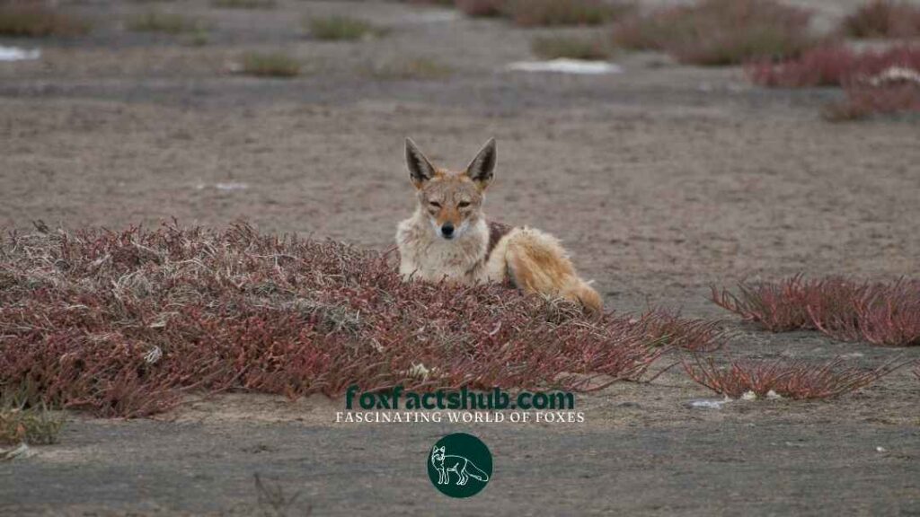 Unlocking the Mysteries: Tibetan Sand Fox Range Unveiled 10 Unlocking the Mysteries of Tibetan Sand Fox