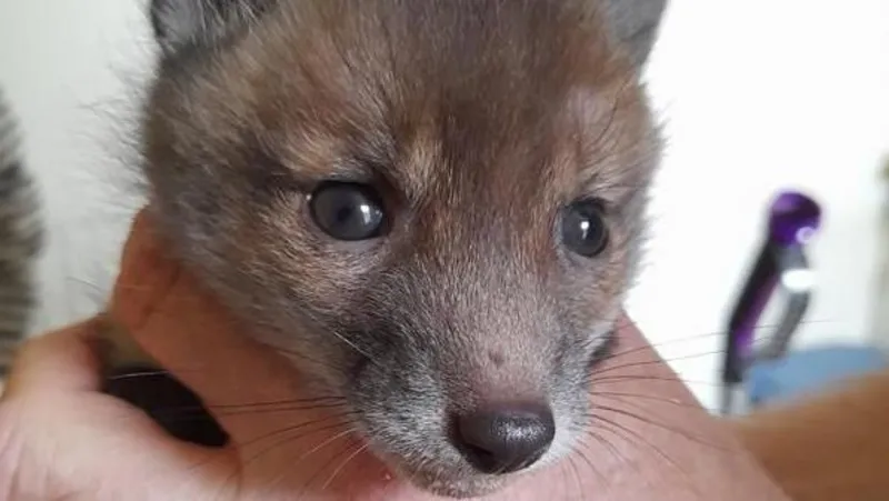 Devon Animal Charity Rescues Its First Fox Cub of the Year, Weeks Earlier Than Expected 10 Devon Animal Charity Rescues Its First Fox Cub of the Year, Weeks Earlier Than Expected - Rick Parker
